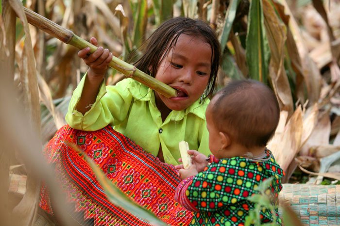 tình anh em, tình cảm gia tình, tình cảm anh chị em