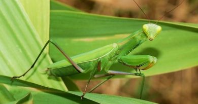 Mơ thấy bọ ngựa là điềm báo gì - Bọ ngựa là số mấy?