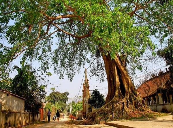 Nằm mơ thấy cây đa đánh con nào và có điềm báo gì