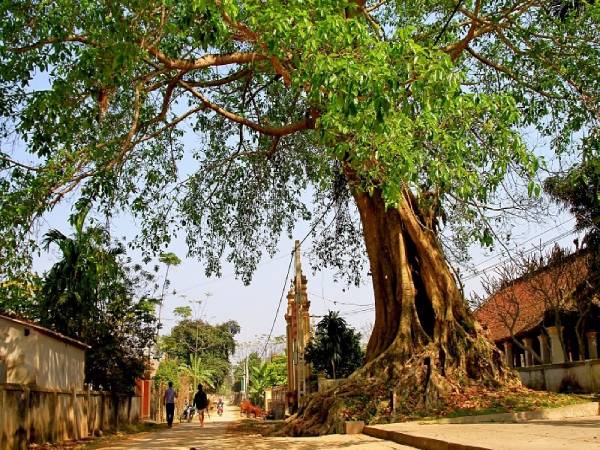 Nằm mơ thấy cây đa đánh con nào và có điềm báo gì